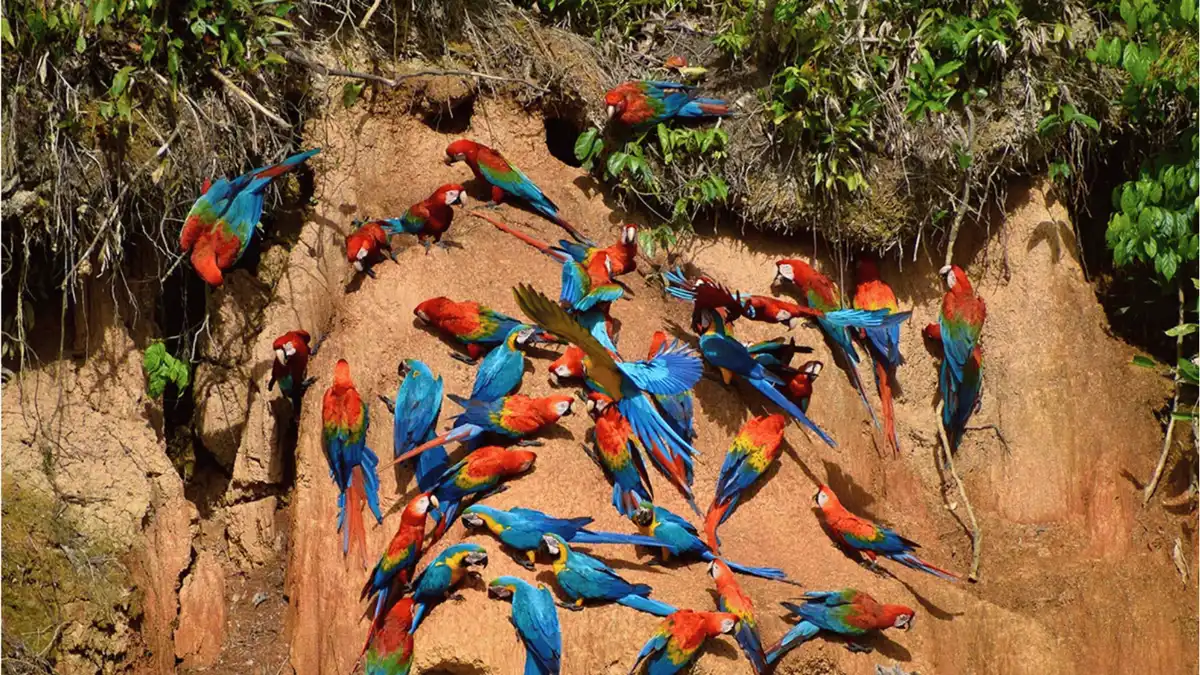 Scarlet macaws feeding on a clay bank at the Chuncho clay lick on a 4-day Tambopata tour from Puerto Maldonado, Peru