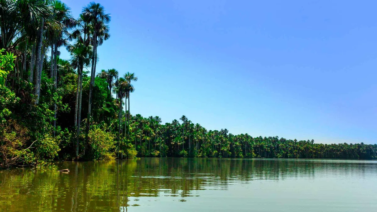 Group canoeing on Lake Sandoval past flooded palm forest on a one-day Puerto Maldonado Amazon tour, Peru