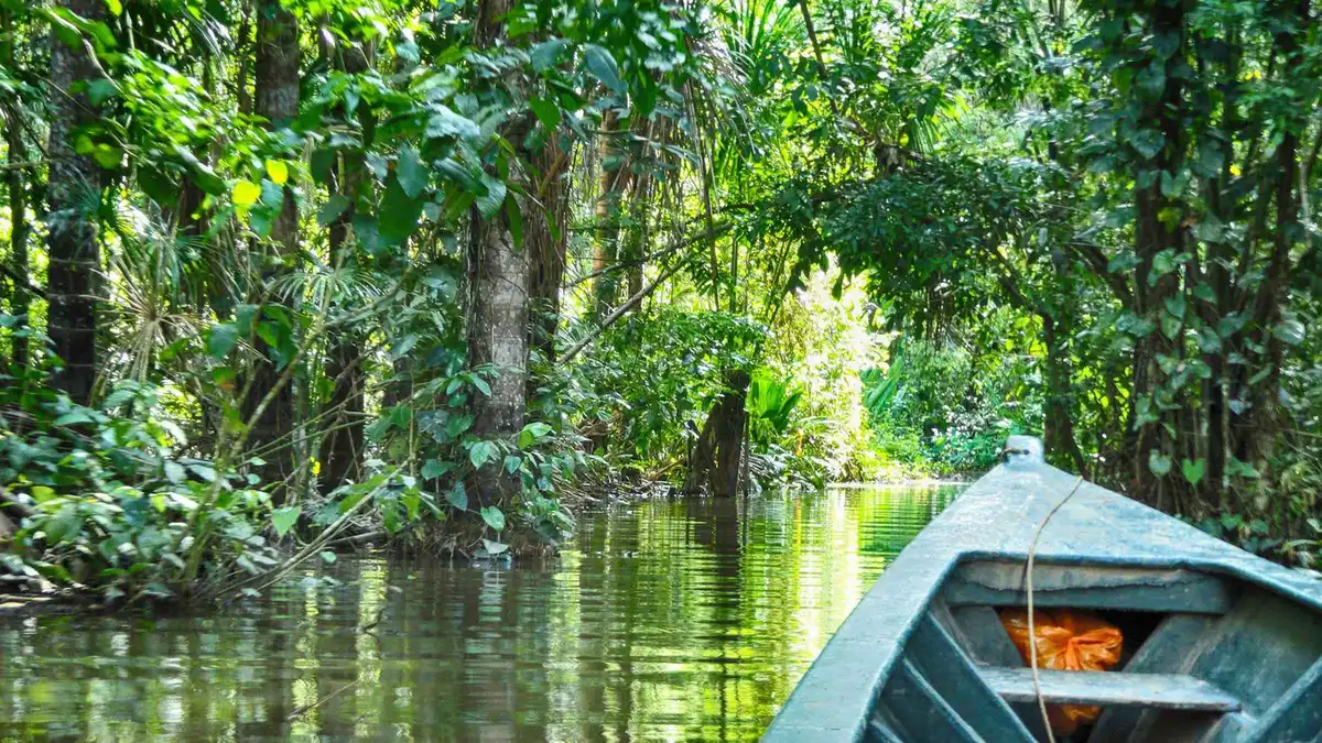 Traveller on a canopy tower above the rainforest on a 2-day Puerto Maldonado Amazon tour in the Tambopata jungle, Peru